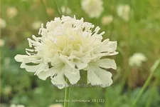 Scabiosa ochroleuca