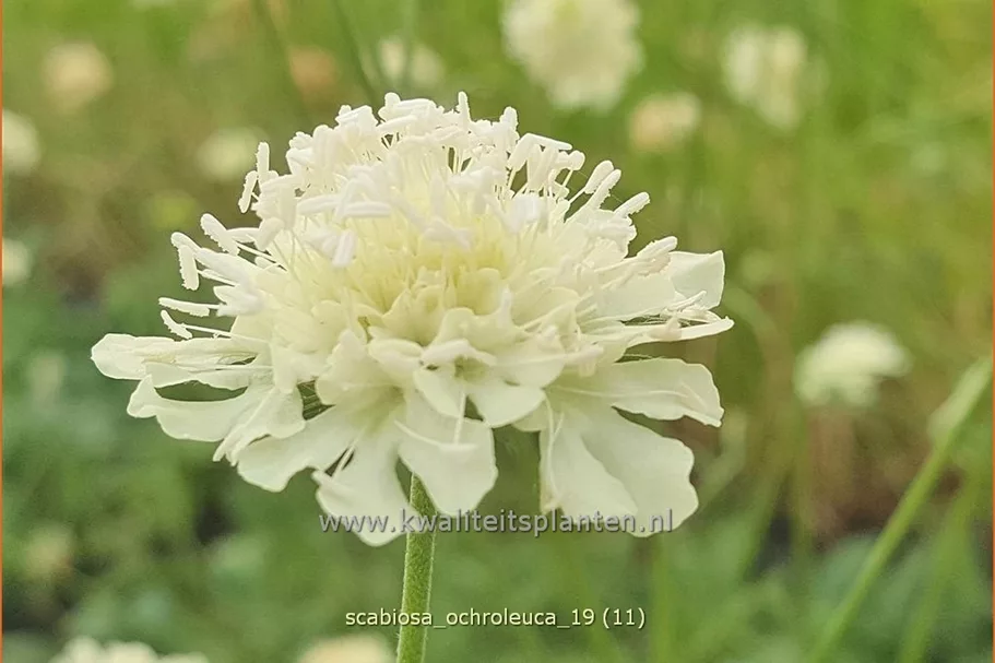 Scabiosa ochroleuca