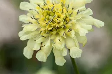 Scabiosa ochroleuca