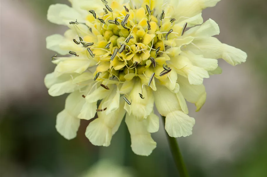 Scabiosa ochroleuca
