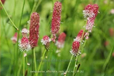 Sanguisorba officinalis 'Rock and Roll'