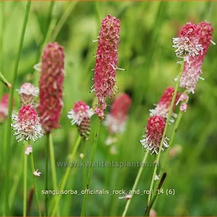 Sanguisorba officinalis 'Rock and Roll'