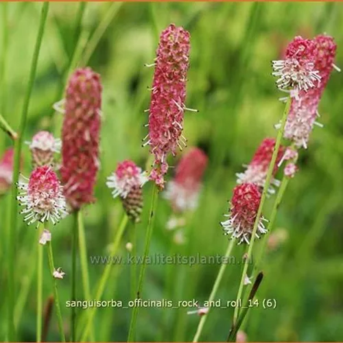 Sanguisorba officinalis 'Rock and Roll'