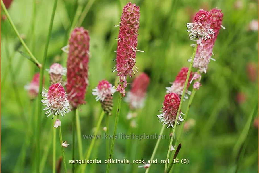 Sanguisorba officinalis 'Rock and Roll'
