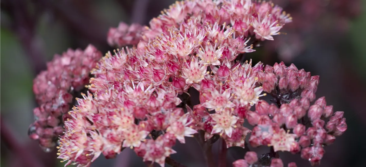 Sedum 'Purple Emperor'