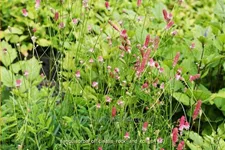 Sanguisorba officinalis 'Rock and Roll'