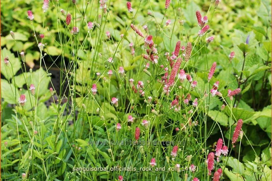 Sanguisorba officinalis 'Rock and Roll'