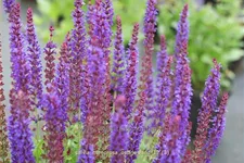 Salvia nemorosa 'Ostfriesland'