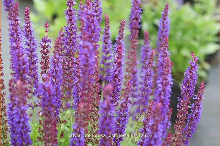 Salvia nemorosa 'Ostfriesland'