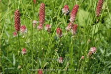 Sanguisorba officinalis 'Rock and Roll'