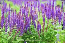 Salvia nemorosa 'Ostfriesland'