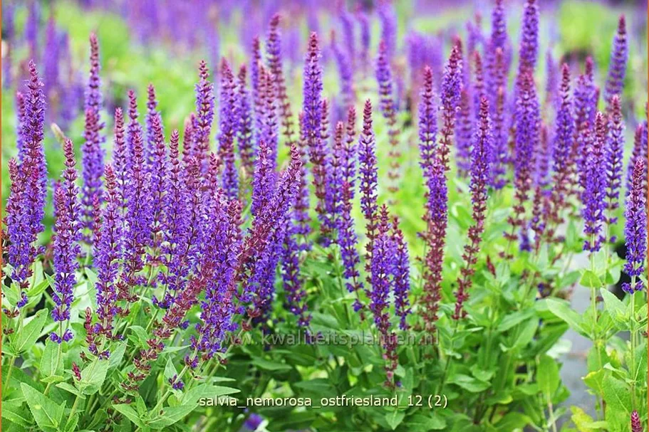 Salvia nemorosa 'Ostfriesland'