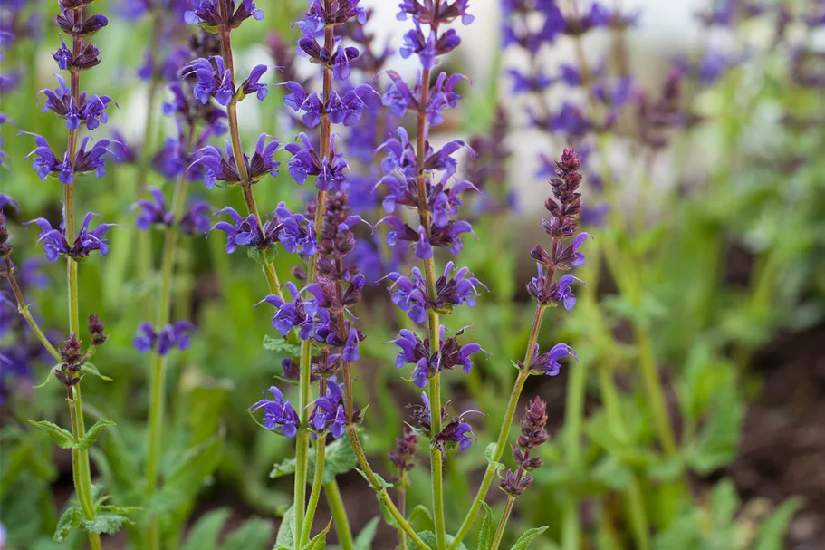 Salvia nemorosa 'Ostfriesland'