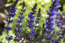 Salvia nemorosa 'Ostfriesland'