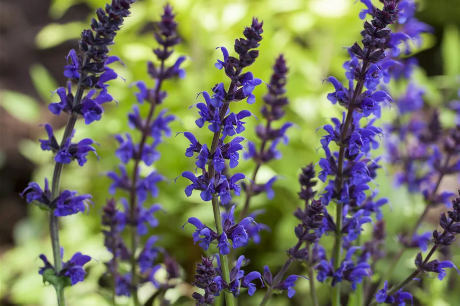 Salvia nemorosa 'Ostfriesland'
