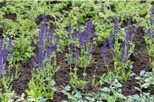 Salvia nemorosa 'Ostfriesland'