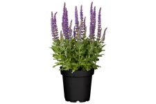 Salvia nemorosa 'Ostfriesland'