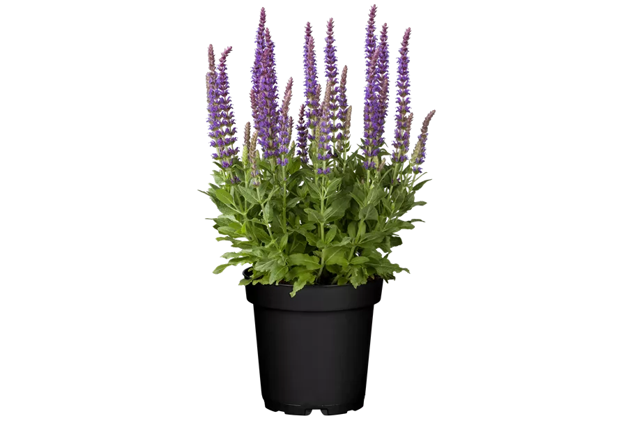 Salvia nemorosa 'Ostfriesland'