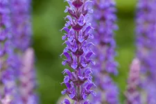 Salvia nemorosa 'Ostfriesland'