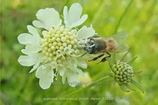 Scabiosa ochroleuca 'Moon Dance'