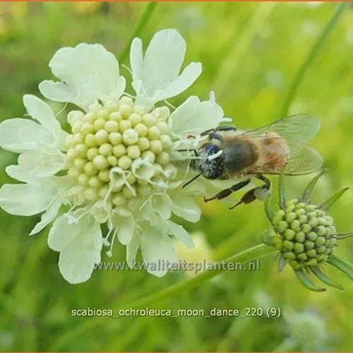Scabiosa ochroleuca 'Moon Dance'