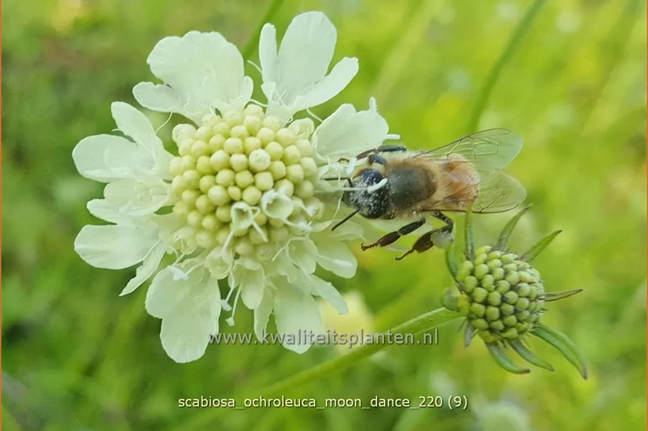 Scabiosa ochroleuca 'Moon Dance'