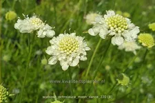 Scabiosa ochroleuca 'Moon Dance'
