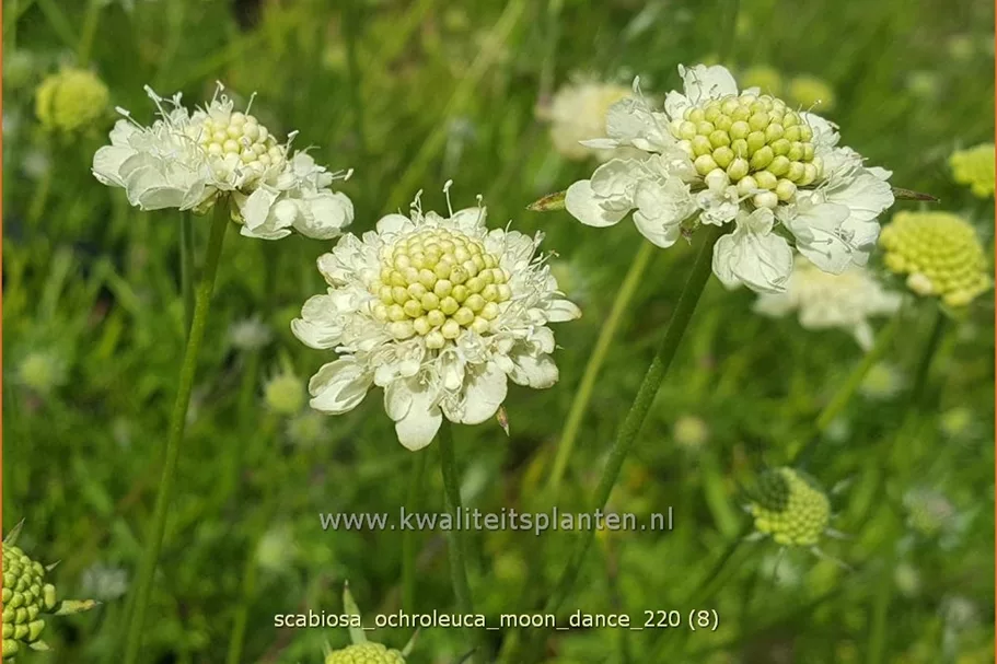 Scabiosa ochroleuca 'Moon Dance'