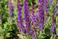 Salvia nemorosa 'Ostfriesland'