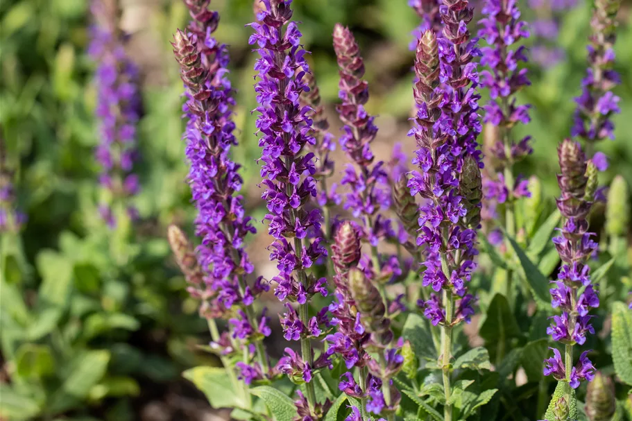 Salvia nemorosa 'Ostfriesland'