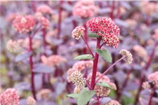 Sedum telephium 'Red Cauli'®