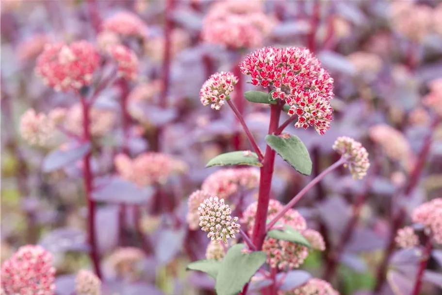 Sedum telephium 'Red Cauli'®