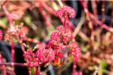 Sedum telephium 'Red Cauli'®