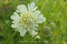 Scabiosa ochroleuca 'Moon Dance'
