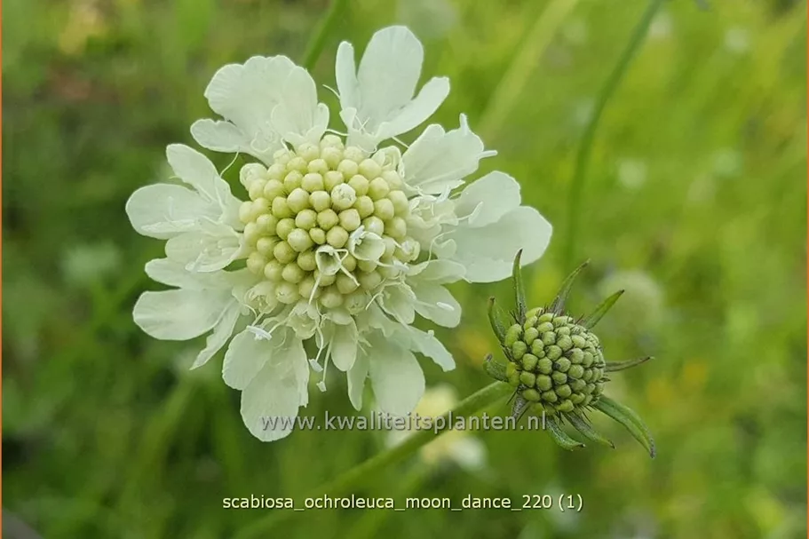 Scabiosa ochroleuca 'Moon Dance'