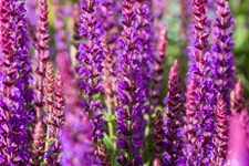 Salvia nemorosa 'Ostfriesland'