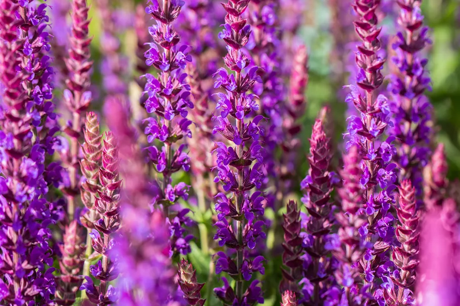 Salvia nemorosa 'Ostfriesland'