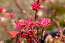 Sedum telephium 'Red Cauli'®