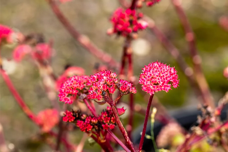 Sedum telephium 'Red Cauli'®
