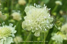 Scabiosa ochroleuca 'Moon Dance'