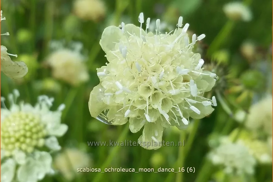 Scabiosa ochroleuca 'Moon Dance'