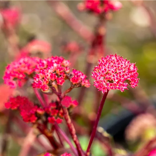 Sedum telephium 'Red Cauli'®