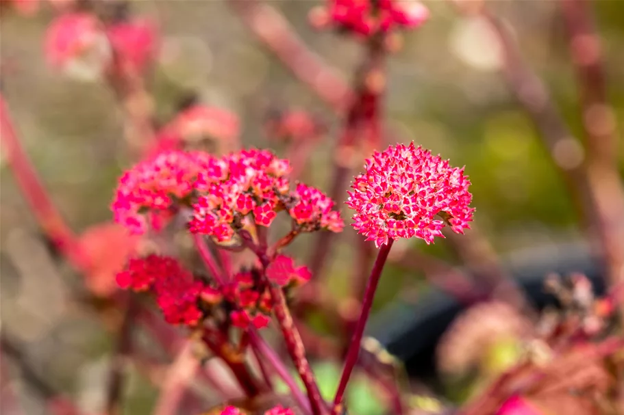Sedum telephium 'Red Cauli'®