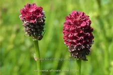 Sanguisorba officinalis 'Tanna' Staude im 9x9 cm Vierecktopf