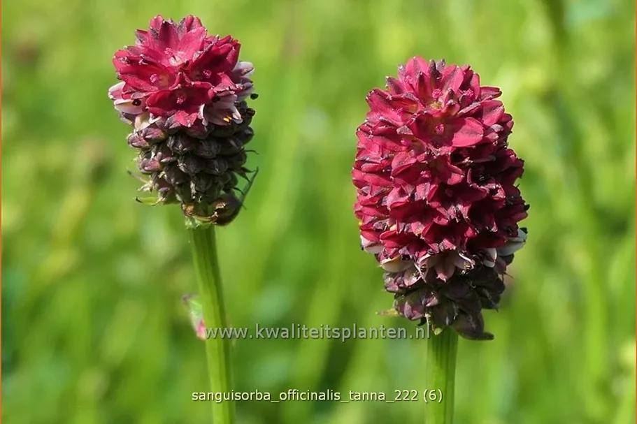 Sanguisorba officinalis 'Tanna' Staude im 9x9 cm Vierecktopf