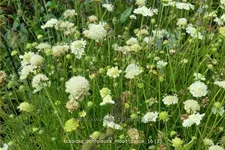 Scabiosa ochroleuca 'Moon Dance'