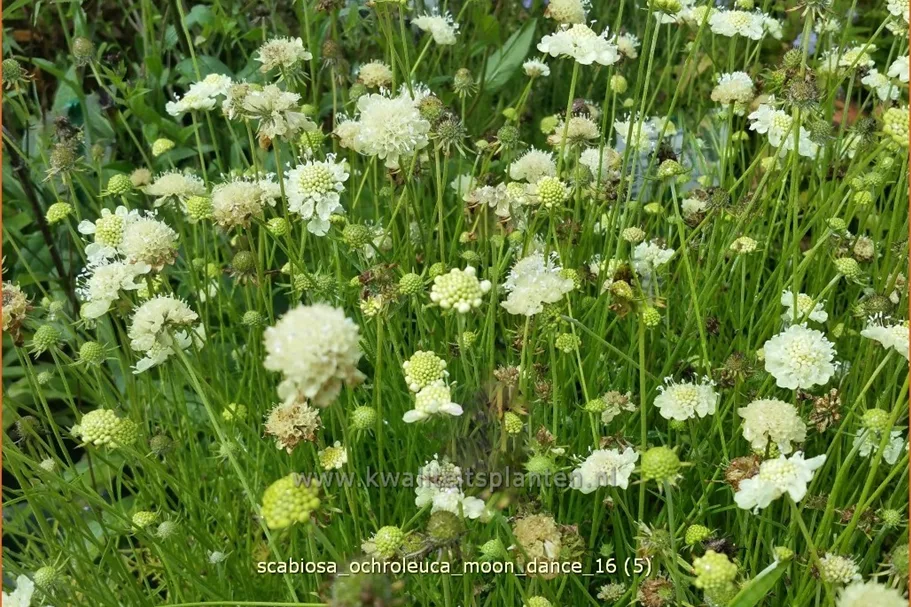 Scabiosa ochroleuca 'Moon Dance'