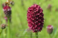 Sanguisorba officinalis 'Tanna' Staude im 9x9 cm Vierecktopf