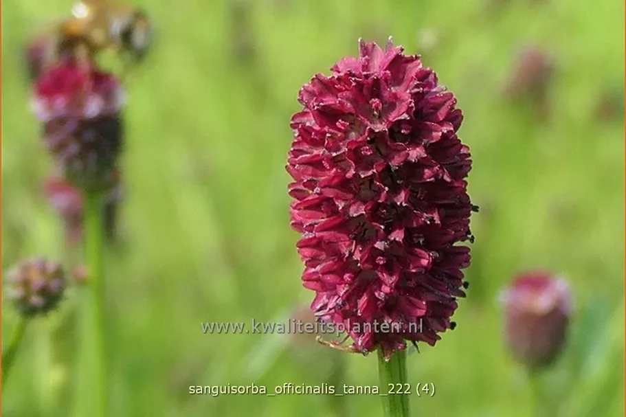 Sanguisorba officinalis 'Tanna' Staude im 9x9 cm Vierecktopf