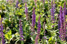 Salvia nemorosa 'Ostfriesland'